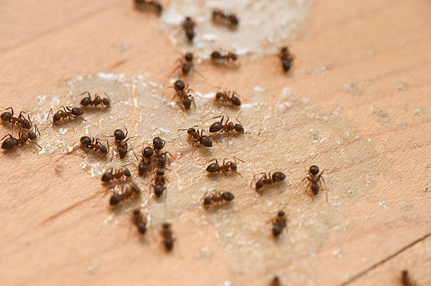 Trusted Humboldt, TN Pest Control Experts